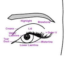 Make Up Jungle Eye Chart Diagram