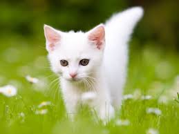 Young kitten cat meowing in the green grass. Kitten Development In The First Six Weeks Of Life