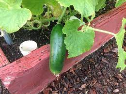 Square Foot Gardening Cucumbers The