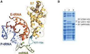 ribosomal protein s7 in e coli