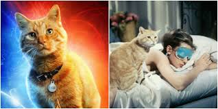 10 best on screen cat companions