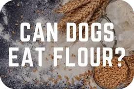 can dogs eat flour safe or toxic