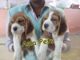 Sonakshi arora > ‎puppy adoptions mumbai/navi mumbai/pune. Beagle Puppy Price In Navi Mumbai Beagle Puppy For Sale In Navi Mumbai