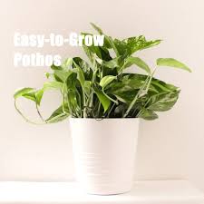 Toxic to dogs, toxic to cats, toxic to horses. Pothos Plant Devil S Ivy Epipremnum Aureum Pictures Care Tips
