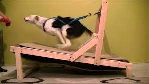 dog treadmills comprehensive guide