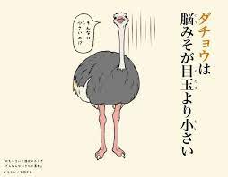 ことば おしゃれまとめの人気アイデア pinterest narisa y 動物 図鑑 動物 鳥 イラスト かわいい