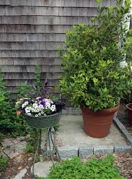 Growing Trees And Shrubs In Pots