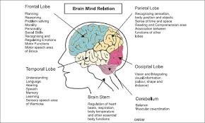 Brian Owens Image Brain Structure And Functions