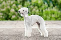 are-bedlington-terriers-rare