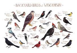Wholesale Backyard Birds Field Guide Art Print Wisconsin