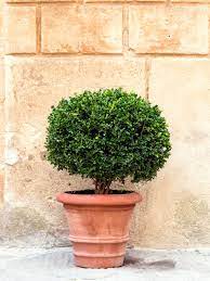 low maintenance evergreen plants for