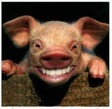 Gambar babi hd gambar via kalimantanpers.co.id. 87 Gambar Babi Unik Paling Bagus Gambar Pixabay