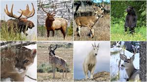 Western Hunting Forecast 2017 The Hottest Spots For Deer