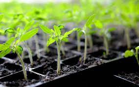How To Start Seeds Indoors Growing