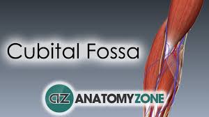 cubital fossa 3d anatomy tutorial