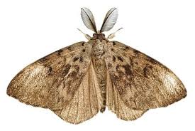 carpet moth infestation wool rug moths