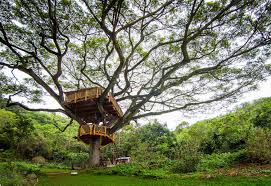 Right now, our average treehouse price is $275,000. Treehouse Masters Diy