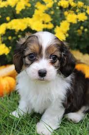 3,231 likes · 253 talking about this. Pin On Cavapoo Puppies