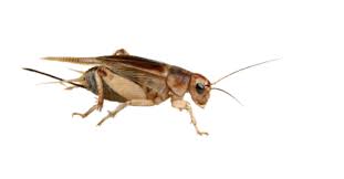 See more ideas about cricket insect, cricket, jiminy cricket. Cricket Insect Png