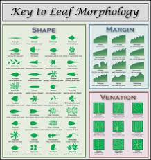Wikipedia Featured Picture Candidates Leaf Morphology Chart