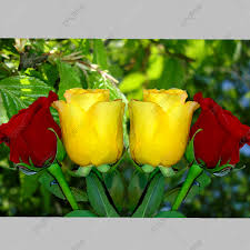 red and yellow roses wallpaper roses