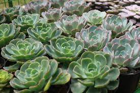 succulent plant evergreen leaves close