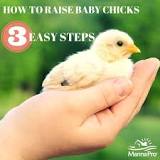 what-do-you-need-to-keep-chicks-alive