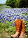 where-is-the-best-place-in-texas-to-see-the-bluebonnets