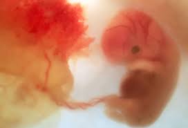 Pictures Of Fetal Development Month By Month