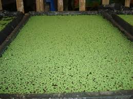 Image result for azolla bed