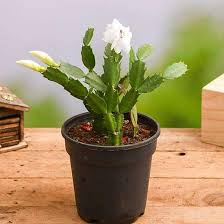 They're an acquired taste, but once hooked (forgive the pun) you'll collect native to deserts and dry regions of the americas, cacti are succulents at their simplest: Christmas Cactus Schlumbergera Succulent Plant Mangomeadows Best Nursery In Plants In Kerala