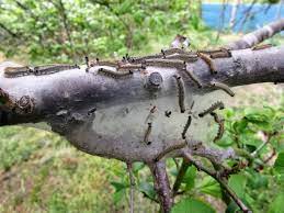 梅の木に群がる毛虫（オビカレハの幼虫...「庭の害虫・病気と対応は？」のアルバム-みんなの趣味の園芸425340