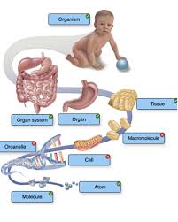 module one human body chemistry of