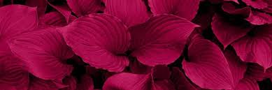 meaning of magenta color according