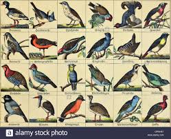 Zoology Animals Birds Local And Exotic Bird Species