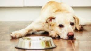 can dogs eat yogurt healthy paws