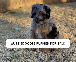 Find aussiedoodle puppies for sale and dogs for adoption. Best Aussiedoodle Puppies For Sale In The United States 2021 We Love Doodles