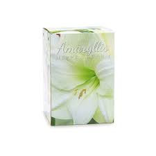 amaryllis bulb white gift box