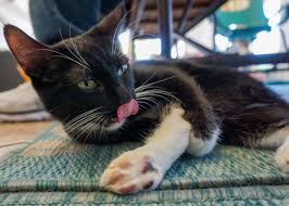 why do cats lick their lips explore cats