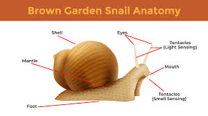 how to get rid of snails a slimy