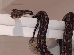 huge python in the toilet in australia