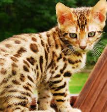 The fact that there's a need for big cat rescue saddens me, but i'm glad that it exists to rescue these beautiful animals. Bengal Cat Breeder
