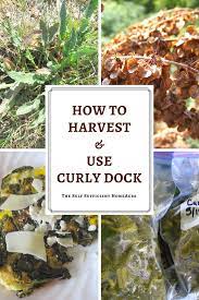 how to harvest and use curly dock the