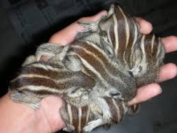 Ummmmmm Caring For Indian Palm Squirrel Babies