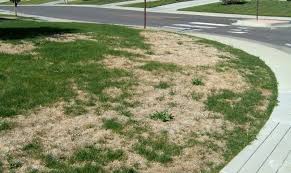 Lawn Care Tips During A Dry Winter