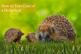 hedgehog care basic tips for a happy