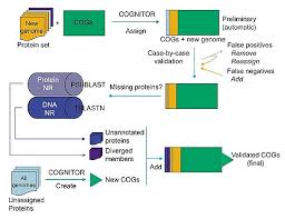 A Flow Chart Of The Genome Annotation Process Using Cogs