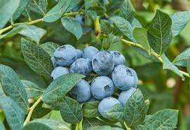 To yield fruit, do you need two blueberry bushes?