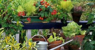 successful balcony vegetable garden