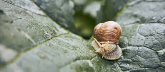 how long do garden snails live home